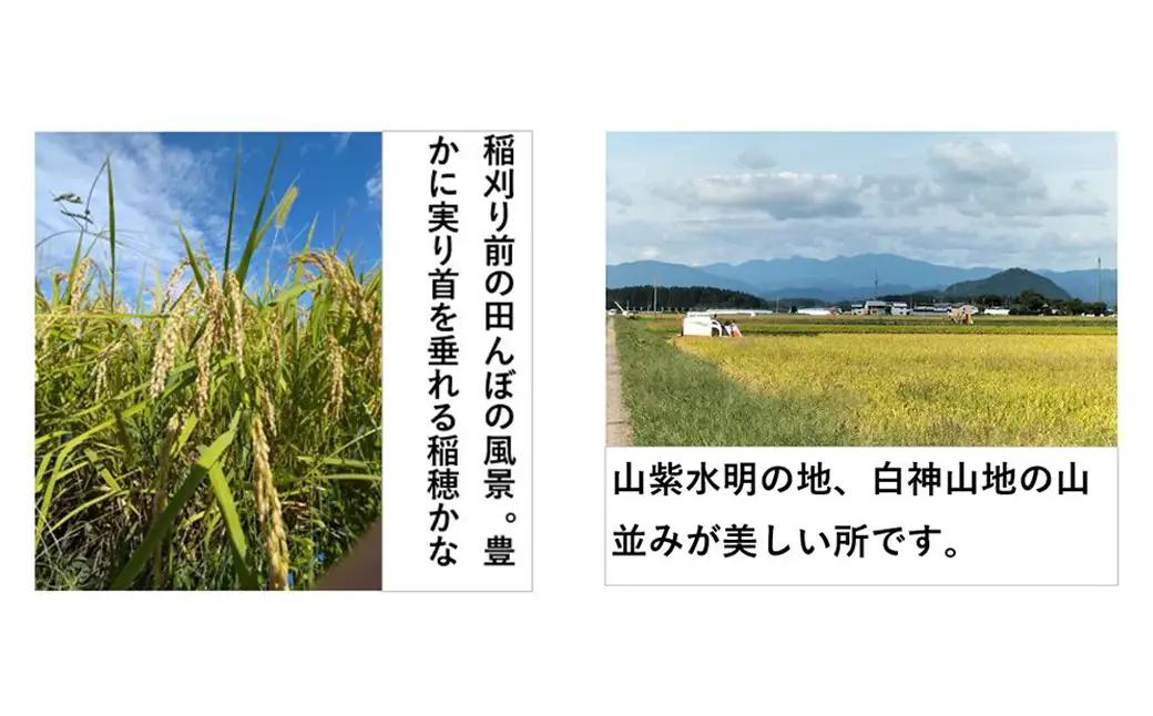 【令和7年産】秋田県産「あきたこまち」玄米5kg（5kg×1袋）　【90P9036】