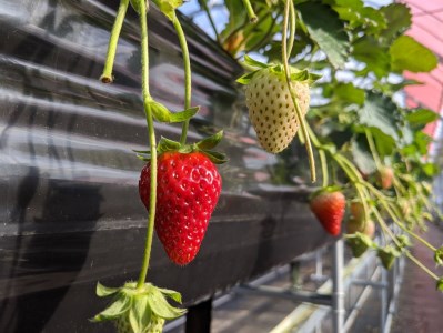 いちご好きのためのいちご 奈良県ブランドいちご 「古都華（ことか）」2025年1月発送 / いちごいちごいちごいちごいちごいちごいちごいちごいちごいちごいちごいちごいちごいちごいちごいちごいちごいちご