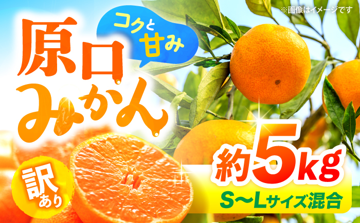 
            みかん 【12月より発送開始】【 訳あり 】 原口みかん （S～Lサイズ混合） 約5kg   長崎 西海 みかん ミカン 原口みかん 5kg みかん ＜横坂農園＞ [CFW002]
          