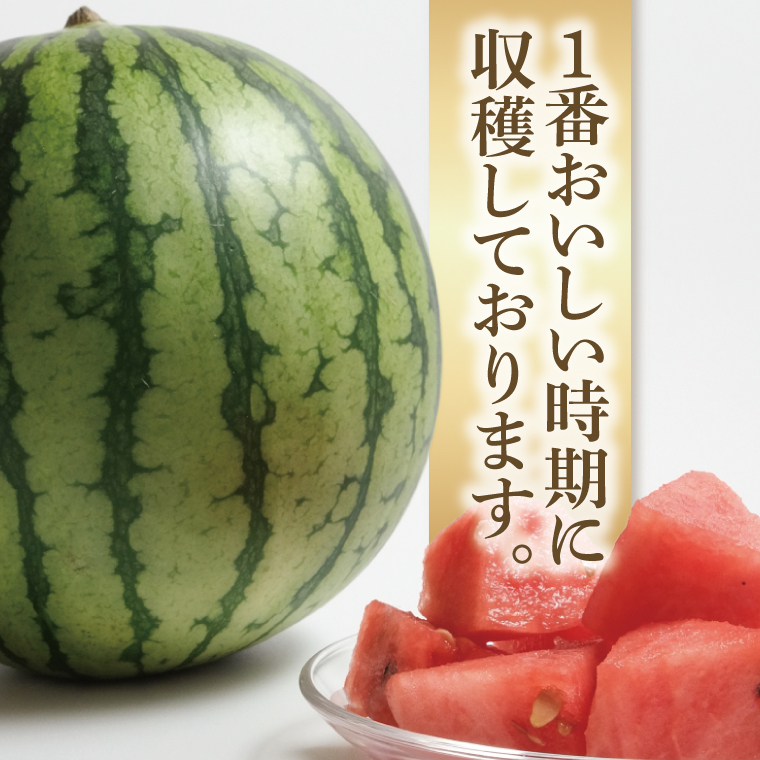 【先行予約】西瓜 7kg～9kg（1玉入）【山崎農園】（2025年5月下旬～7月中旬頃にお届け）【茨城県 阿見町 スイカ 1玉 すいか 西瓜 果物 くだもの フルーツ 国産 甘い 送料無料】（70-0