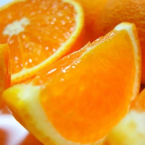 【先行予約】【春の美味】【農家直送】厳選!濃厚清見オレンジ 約3.1kg(3kg+100g(痛み補償分)) ※2026年2月下旬～3月下旬頃に順次発送予定 ※北海道・沖縄・離島への配送不可