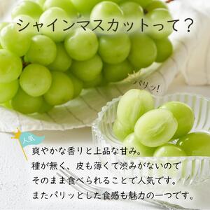 岡山県産 ぶどう  2026年発送 ご家庭用 シャインマスカット 晴王 約400g×2房 計800g ブドウ フルーツ 果物