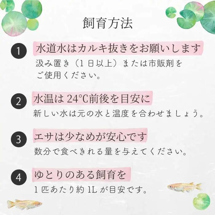 ゴジラ 4匹 めだか メダカ 飼育 生体 観賞魚 魚 ペット おまかせ ミックス おすすめ 水槽 インテリア 生物 鑑賞 熱帯魚 アクアリウム 熱帯 淡水魚 243015