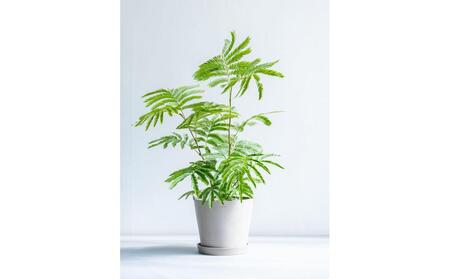 エバーフレッシュ Sサイズ 鉢付き観葉植物 トープ｜インテリア グリーン 癒し 室内装飾 ギフト｜人気 おすすめ 送料無料｜神奈川県 横浜市 ALQ0010VC02