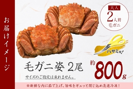 2082. カニ 蟹 毛蟹 2尾 計800g前後 食べ方ガイド・専用ハサミ付 カニ かに 蟹 海鮮 ボイル 送料無料 北海道 弟子屈町