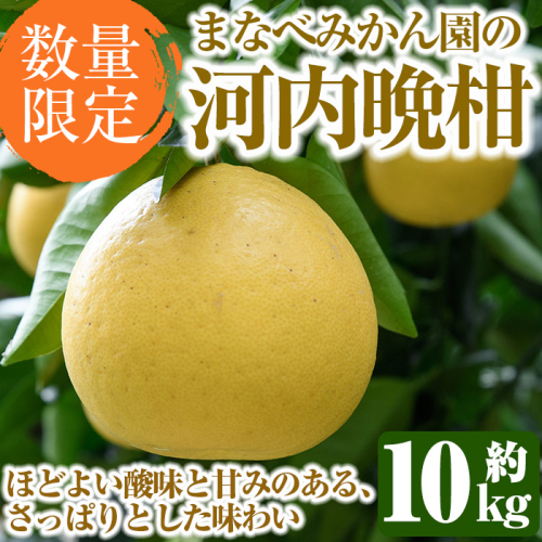 ＜先行予約受付中！2027年3月中旬以降順次発送予定＞まなべみかん園の河内晩柑(約10kg) 国産 鹿児島県産 阿久根市産 柑橘類 かんきつ 晩柑 果物 フルーツ 期間限定 数量限定 デザート かわちばんかん 10kg 贈答用 ギフト【有限会社まなべみかん園】akn034-04