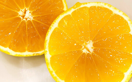 【希少フルーツ】もぎたて・湘南ゴールド(大玉)2kg　2026年1月中旬～下旬頃発送予定 | 湯河原町 大玉 2kg 種なし 果物 柑橘系 ハウス栽培 地域特産品