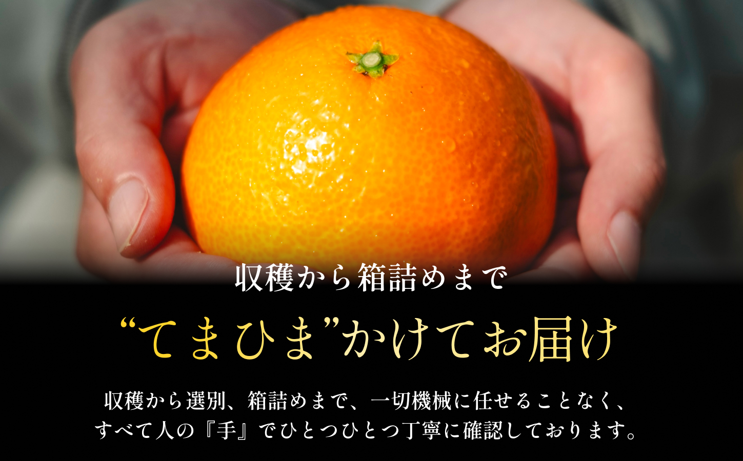 【紅まどんなと同品種】五代目が見極めた【まどんな 1.5kg】【C70-135】【1684527】 YWTK134