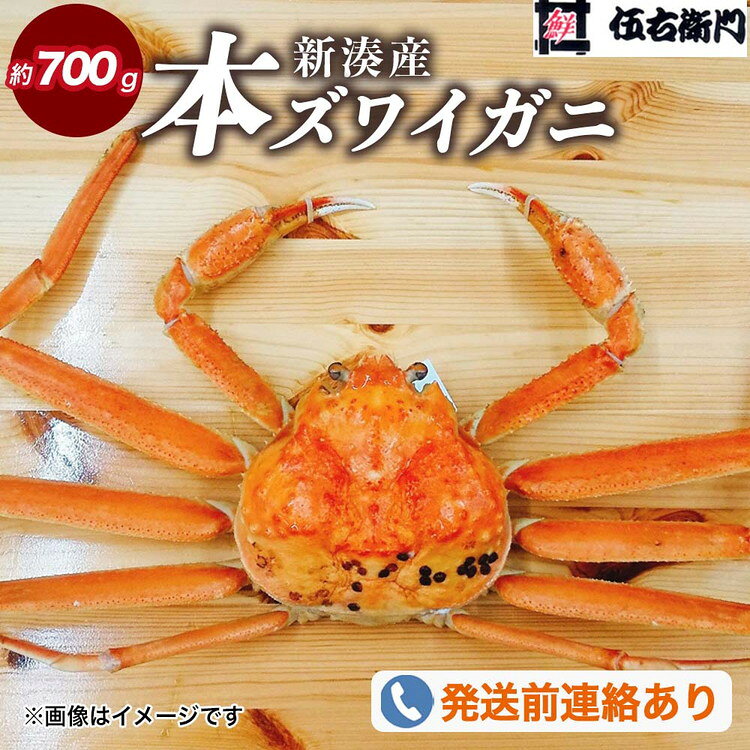 【ふるさと納税】【伍右衛門】新湊産本ズワイガニ約700g ※2026年11月～発送 ※発送まで1か月以上かかる場合があります。