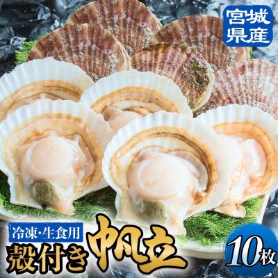 ふるさと納税 石巻市 【冷凍・生食用】 殻付き帆立 10枚 帆立 ホタテ ほたて 殻付き 生食 生食用 肉厚