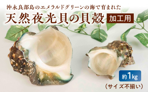 ■ 沖永良部島の天然夜光貝の貝殻（加工用）1kg サイズ不揃い　W061-001u