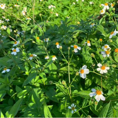 ふるさと納税 南城市 沖縄の野草の恵み!さし草製品詰め合わせ3点セット |  | 03