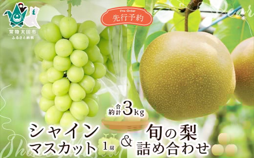 【先行予約 2026年】食べ比べ シャインマスカット1房と旬の梨詰め合わせ 計約3kg | 食べ比べ 梨 なし ぶどう ブドウ シャインマスカット 梨 フルーツ 高級 産地直送 限定品 贈り物 新鮮 お取り寄せ デザート ギフト 風味豊か 香り 上品 希少価値 珍しい 地域 甘い 限定 果物 果樹 茨城県 常陸太田市 桧山果樹園