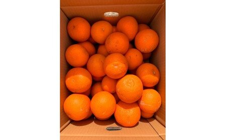 みかん 蜜柑 フルーツ 果物 くだもの オレンジ / 【ご家庭用訳アリ】紀州有田産清見オレンジ7.5kg　※2024年3月下旬頃～2024年4月下旬頃に順次発送予定(お届け日指定不可) 【uot730