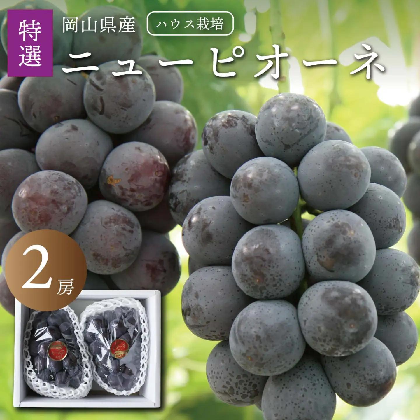 真庭市産 夏のニューピオーネ 特選 大房2房 / (2026年7月中旬以降発送予定)  ハウス栽培 【配送不可地域：北海道／沖縄県／離島】【jujy088-01】