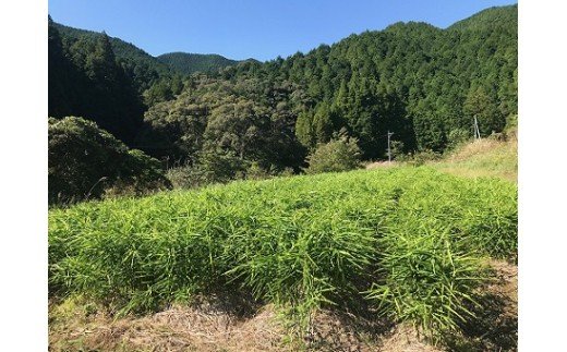【先行受付】自然農 ひね生姜１kg（自然のままの土付き）親生姜 皮まで食べられる 甘酢漬け ガリ ショウガ【R00218】