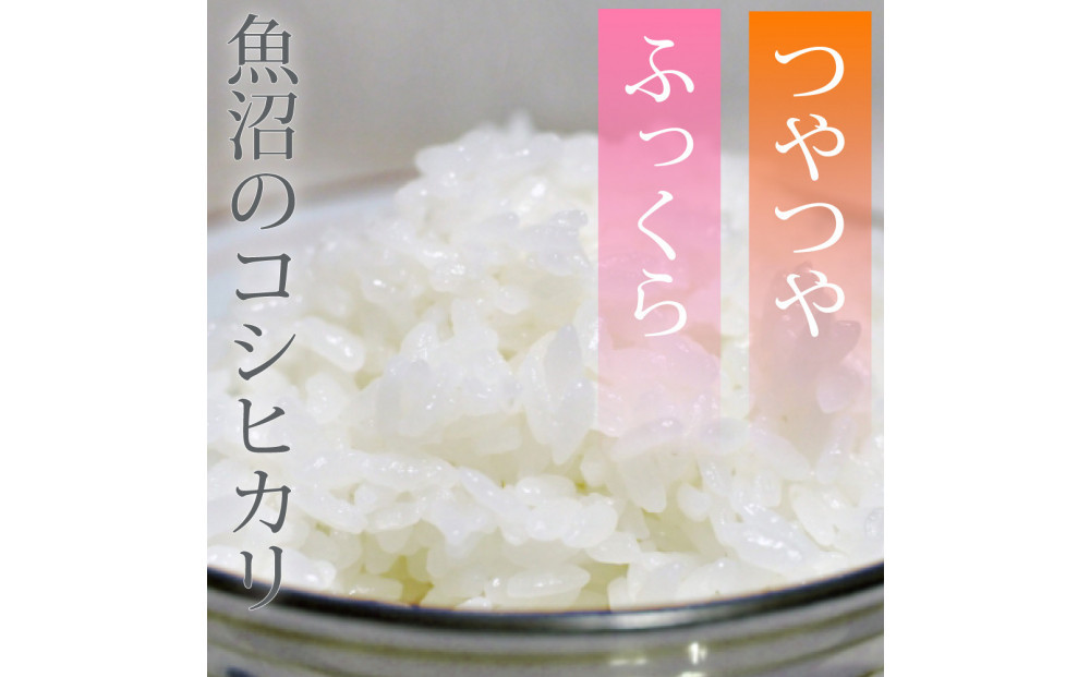 【定期便6回】令和7年産 新潟県 魚沼産 無洗米 コシヒカリ5kg 精米 一等米  天糧