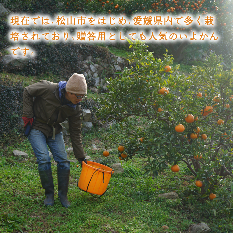 【2026年1月上旬から順次発送】宮内いよかん 2kg | いよかん 伊予柑 みかん 数量限定 みかん 愛媛県産 みかん いよかん 伊予柑 松山市 みかん 中島 みかん いよかん 伊予柑 みかん 蜜柑