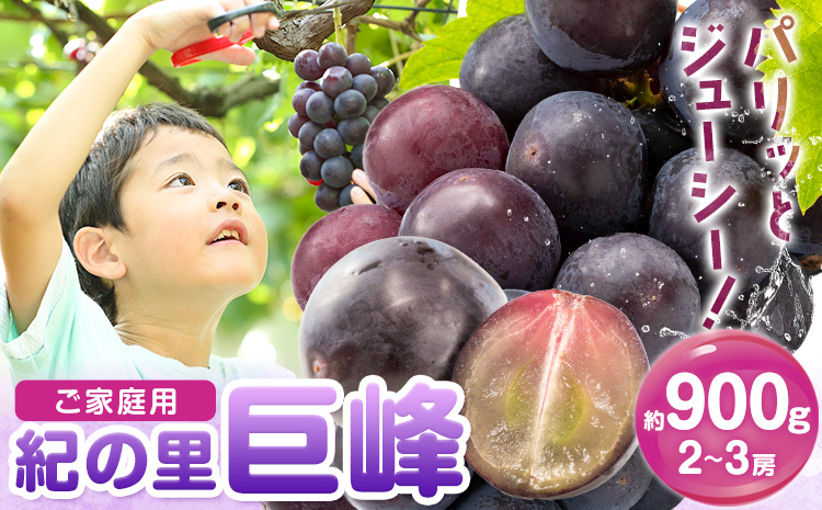 ぶどう 巨峰 ご家庭用 紀の里巨峰 和歌山県産 約900g (2-3房)《8月中旬-9月上旬頃出荷》和歌山県 紀の川市 ぶどう ブドウ 葡萄 巨峰 フルーツ 果物 フルーツ f-1