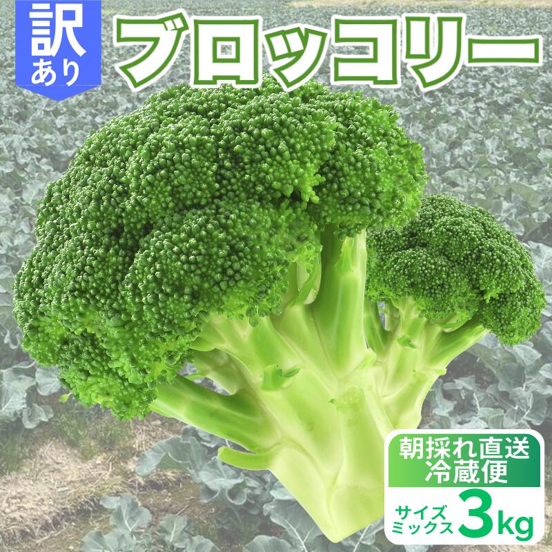 【ふるさと納税】 訳あり ブロッコリー 3kg 朝採れ 当日 発送 新鮮 採れたて 産地直送 農家直送 国産 野菜 食感 茎 甘い 栄養満点 サラダ スープ お弁当 彩り野菜 離乳食 食事管理 おすすめ 緑黄色野菜 冷凍 保存 可能 ストック 便利 人気 期間限定 愛媛県 愛南町 愛なんよ