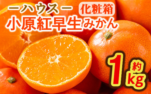 ＜期間限定！2026年6月下旬以降順次発送予定＞香川県産 ハウス小原紅早生みかん(約1kg/化粧箱) 【man072】【Aglio nero】