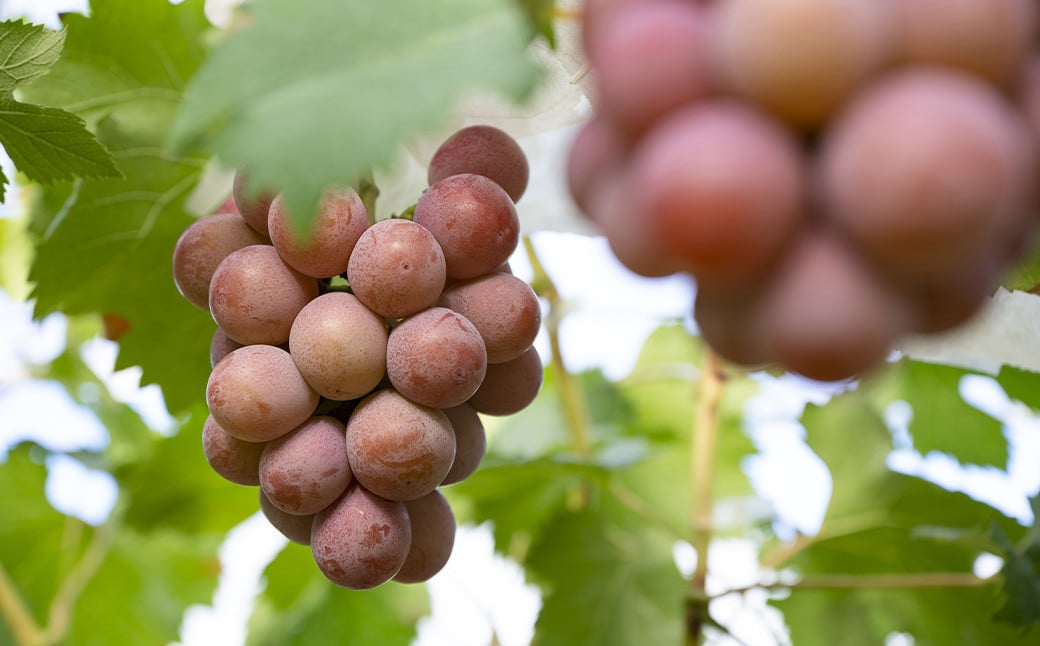 《種なし》 岡山県産 クイーンニーナ 1房（約600g） 【2025年8月下旬～2025年9月下旬発送予定】 ／ ぶどう ブドウ 葡萄 大粒 種なし 種無し フルーツ 果物 くだもの 果実
