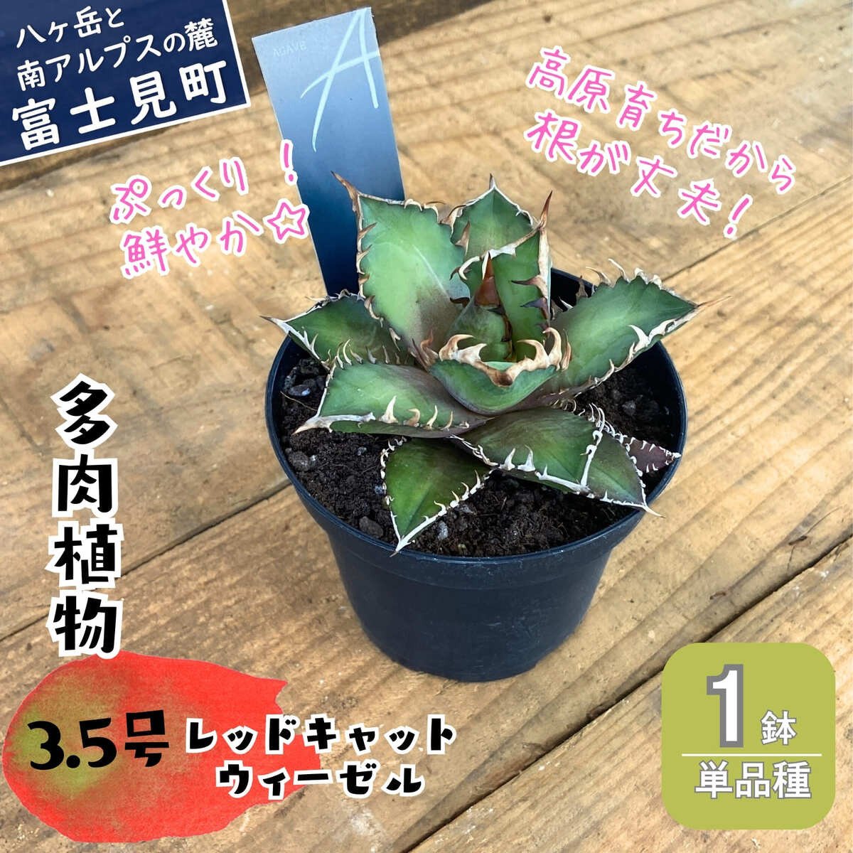 
            八ヶ岳育ち 多肉植物 アガベ レッドキャットウィーゼル ラベル付き 3.5号 1鉢 インテリア植物 寄せ植え ギフト プレゼント おしゃれインテリア 高冷地育成
          