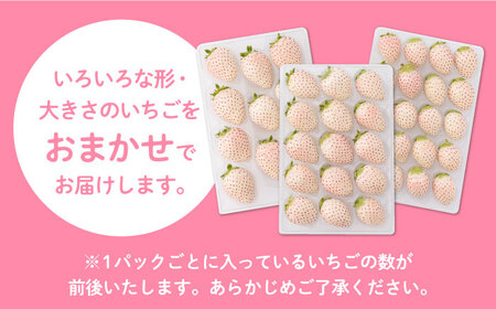 【先行予約】【産地直送】上品な甘さ！希少な白いちご「パールホワイト」220g×2パック [IZZ003]