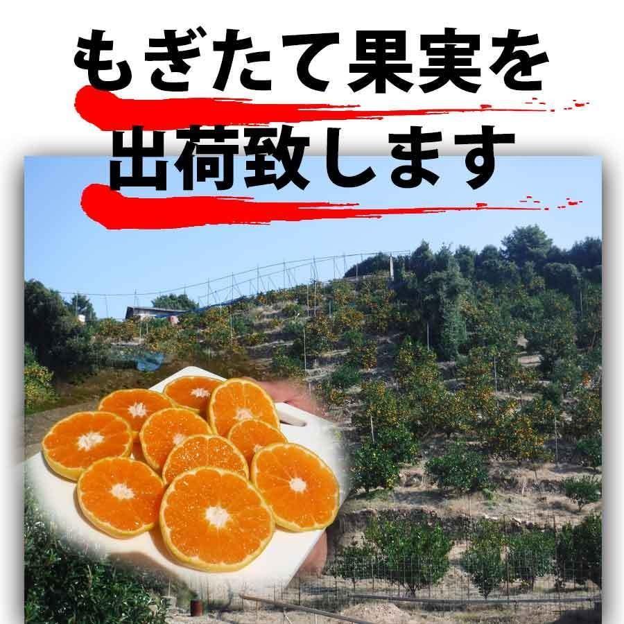 みかん 2.5kg  ご家庭用　和歌山県有田川町産　有田みかん ありだみかん