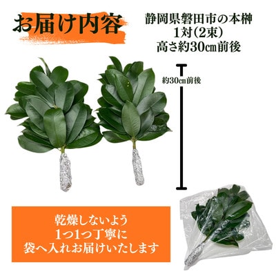 静岡県産掛川市　出世榊　本榊　純国産　さかき1対(2束)※1日交換に間に合うように配送【配送不可地域：離島・沖縄県】