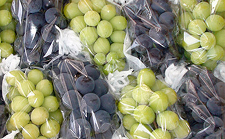 2025年発送 先行予約 訳あり 種あり巨峰＆シャインマスカット約3.8kg 9～13房 果物 ぶどう フルーツ デザート おやつ 長野県産 信州の葡萄 詰め合わせ