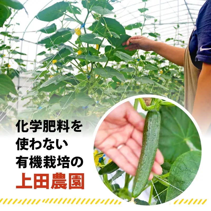 【6月～9月発送】 有機栽培 夏野菜セット おまかせ 6～8種 京都 期間限定