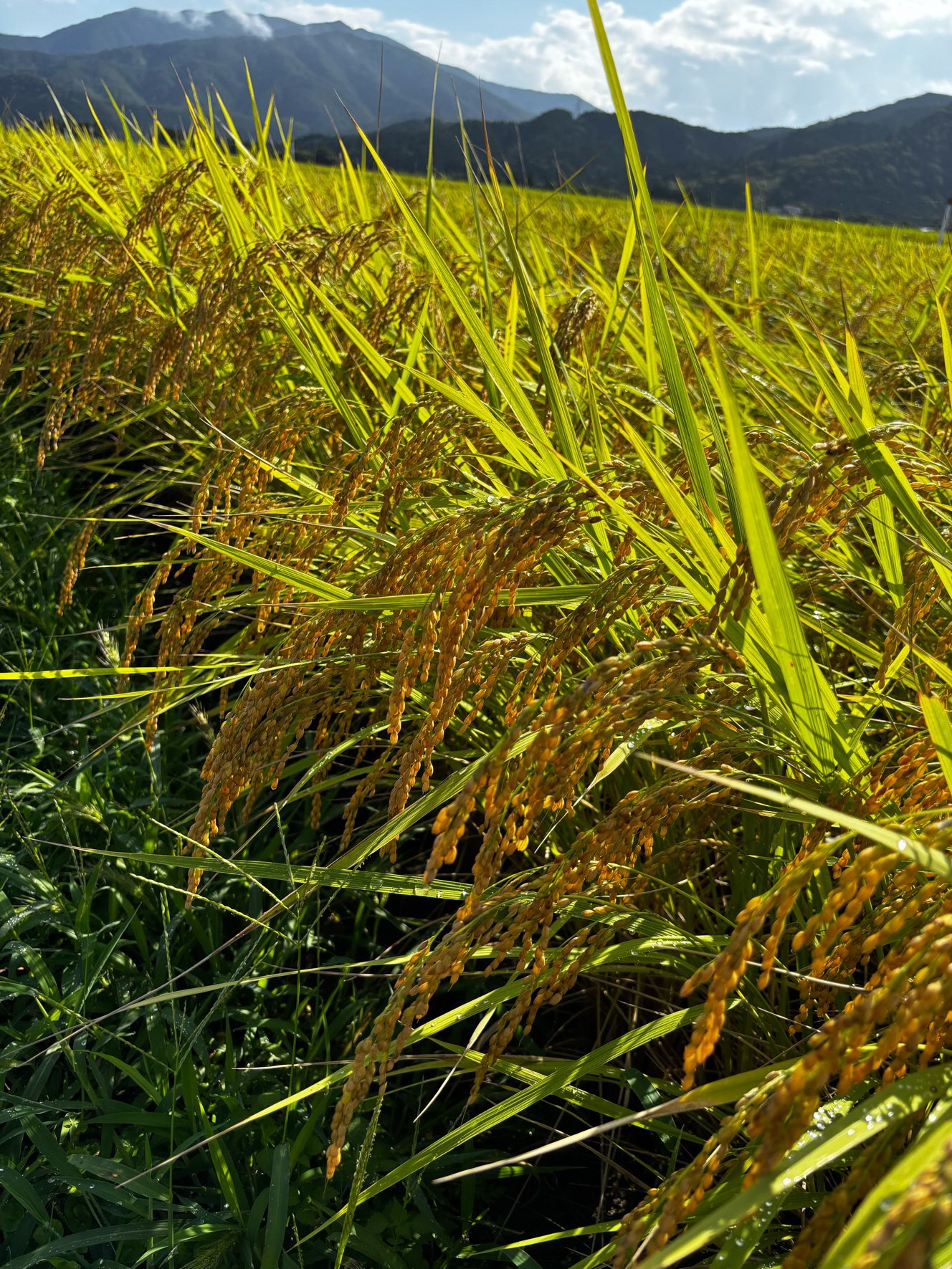 令和7年産 旧村松町産 こがねもち 5㎏ 新潟県 五泉市 株式会社熊倉商店