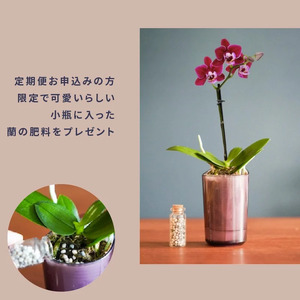 小さな 胡蝶蘭 1本立ち 鉢 付き 3ヶ月 定期便 ranto Sサイズ 【 胡蝶蘭 】