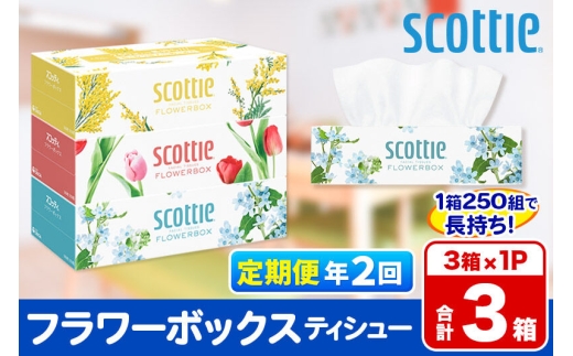 《6ヶ月ごとに2回お届け》定期便  ティッシュペーパー スコッティ ティシュー フラワーボックス 250組 3箱パック×1パック 秋田市オリジナル 最短翌日発送