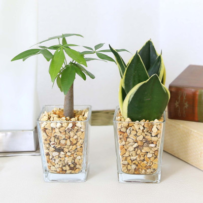 【観葉植物】土を使わないで清潔なミニ観葉植物 ゼオライト植え・ガラス鉢 スクエア形 2鉢セット（パキラとサンスベリア）【植物 インテリア 部屋 室内 オフィス 癒し グリーン リラックス おしゃれ ギ