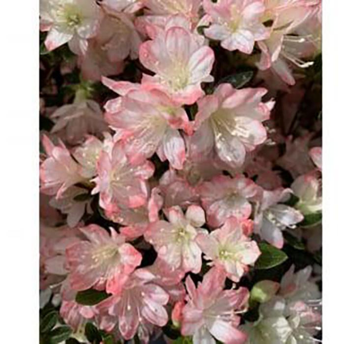 【ふるさと納税】キュートな小花　クルメツツジ　レッジーナ　〈プラス樹〉　　