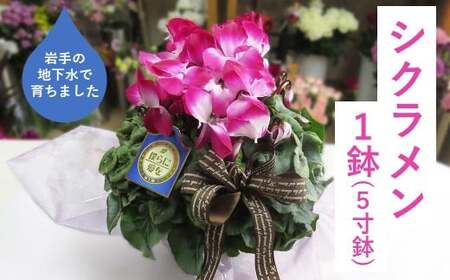 シクラメン 1鉢（ 5寸鉢 ）クリスマス 冬の花 鉢植え 6寸 1鉢 高品質 国内産 国産 花 生花 観賞 プレゼント 贈り物 ギフト 岩手県 北上市 舶来屋 D0544