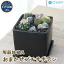 【ふるさと納税】おまかせプチサボテン 自生地風レイアウト 陶器鉢植え マットブラック塗装鉢（1鉢） 群馬県 千代田町 インテリア ナチュラル かわいい 室内栽培 ギフト 贈答用 送料無料 ライフスタイル 人気 オススメ 初心者 リビング キッチン 株式会社チャーム