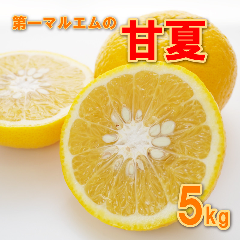 
先行予約 甘夏 秀品 5kg 第一マルエム 減農薬 みかん 柑橘 フルーツ 愛媛県 愛南町 発送期間: 3月上旬～4月下旬
