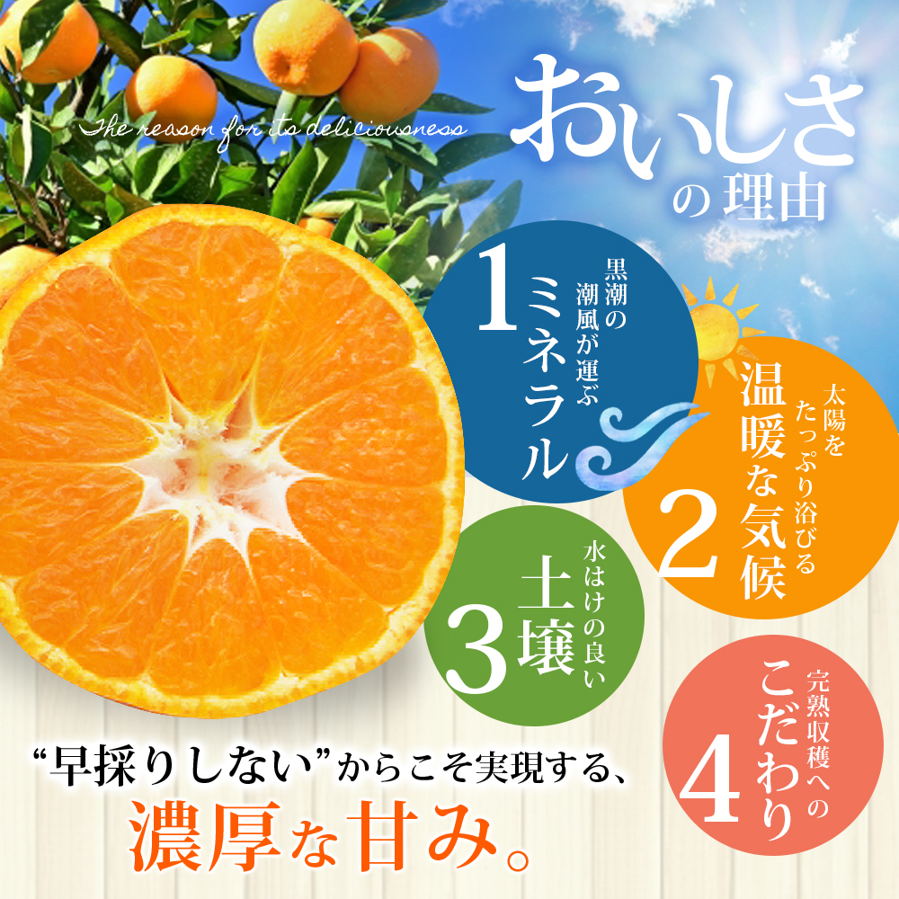 仲森農園の完熟熊野みかん 3kg 【2026年11月下旬から12月下旬に発送】 みかん ミカン 蜜柑 温州みかん 温州ミカン 柑橘 フルーツ 果物 くだもの 甘い 旬 人気 産地直送 10000円 三