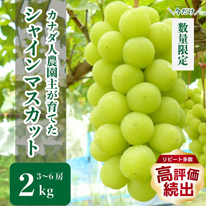 【ふるさと納税】シャインマスカット 約2kg(3～6房)【先行予約・数量限定】カナダ人農園主 ぶどう ブドウ マスカット フルーツ 果物 くだもの 産地直送 世羅 ラピアビンヤード【2026年9月下旬以降順次発送】A021-05