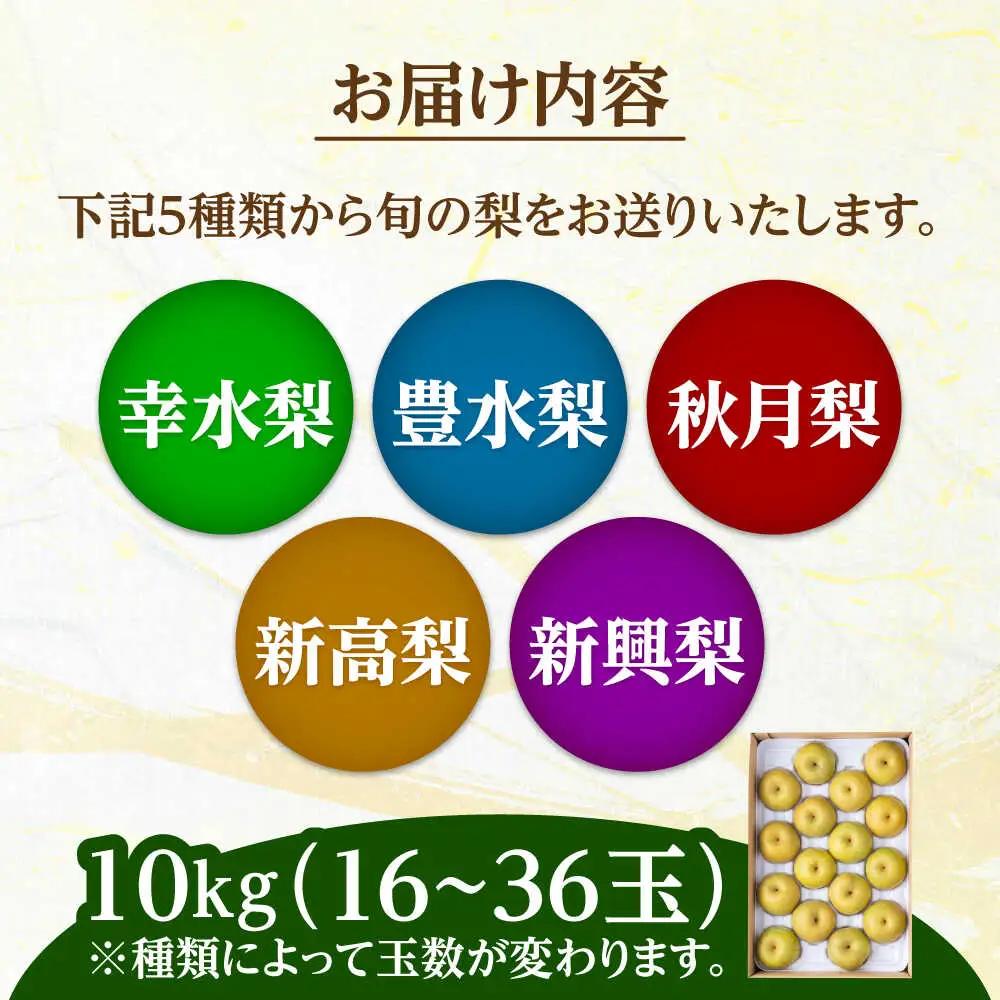 日田梨 約10kg 旬の梨 なし 果物 [ARET009]