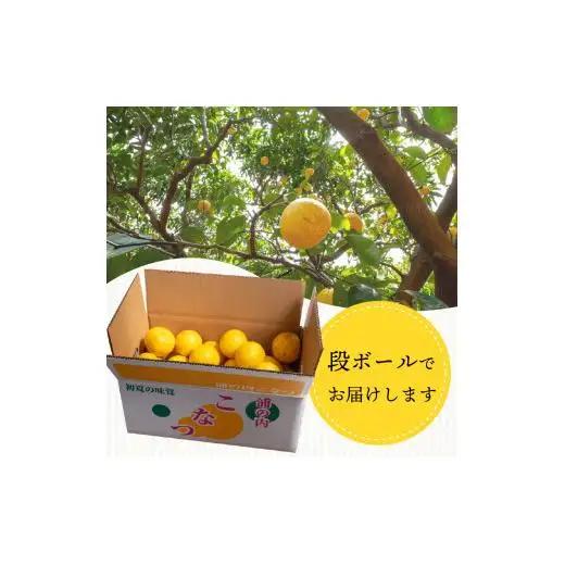 ギフト プレゼント 人気 【 超訳あり 】 小夏 ( 日向夏 ) 5kg 産地直送 ニューサマーオレンジ マル 等級  旬 高知 県 須崎 産  柑橘 初夏 フルーツ 果物 こなつ コナツ ひゅうが夏