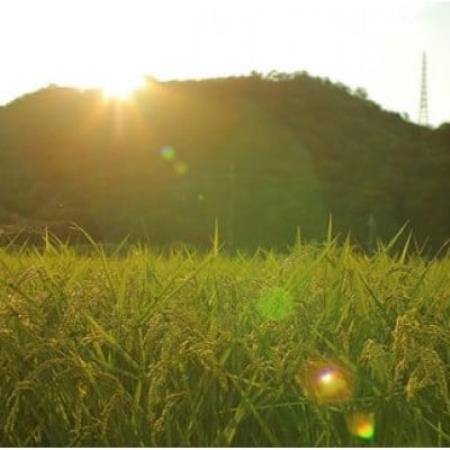 【毎月定期便】猪名川町のお米・キヌヒカリ(玄米)10kg×全3回【4085202】