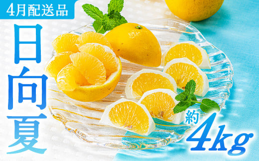 
            AA098.いわくま果樹園の「日向夏」約4kg／2026年4月発送予定
          