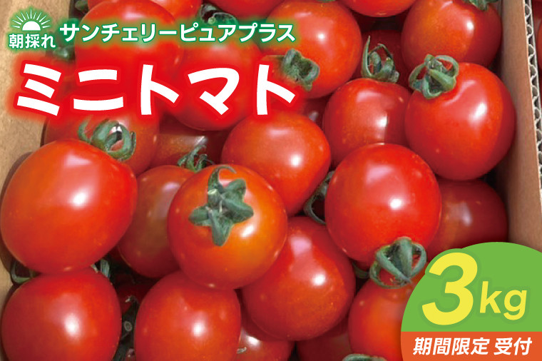 
                  訳あり トマト ミニトマト 不揃い 約3kg 朝採れ サンチェリーピュアプラス 野菜 フレッシュ 新鮮 BBQ ぷちとまと 酸味 おいしい こども 甘み みずみずしい やさい 産地 直送 茨城 鹿嶋市 超濃厚 甘い 人気 ビタミンC 美味しい 大容量 ギフト 贈り物 産直野菜 農園直送 送料無料 茨城県 鹿嶋市【2026年8月中旬より発送予定】
                