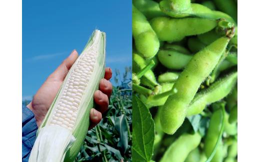 【人気商品コラボ(^^♪】　ピュアホワイト　2kg（6本～10本）　＋枝豆　3,300g　　　　from 名水の里　神奈川県秦野市　　人数目安：４名以上　　とうもろこし 人気 糖度 野菜 白いとうもろこし 白いスイートコーン 産地直送  旬 野菜 おつまみ 農家直送 　お中元　大谷　小谷　神奈川県秦野　秦野　023-01-1