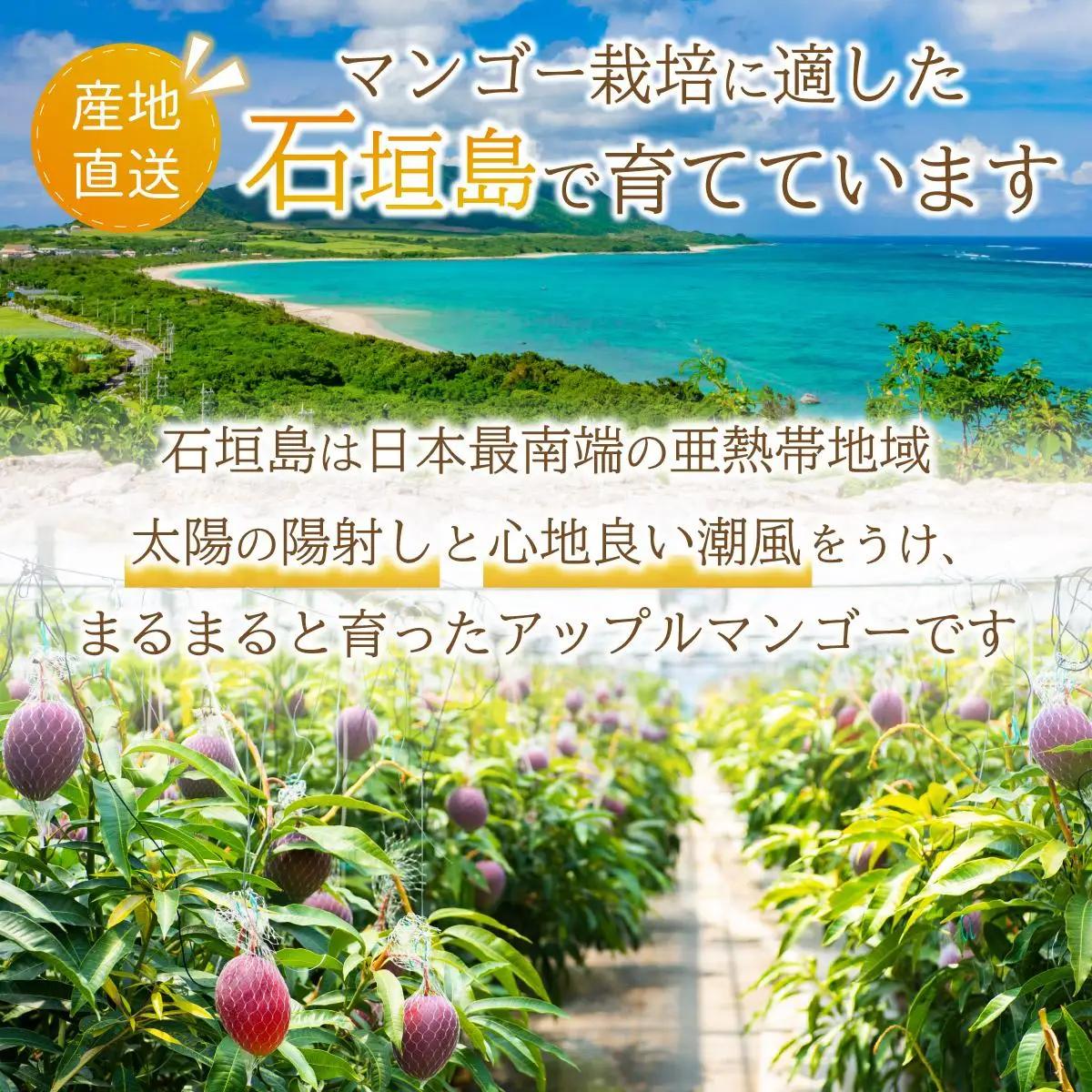 【訳あり】マンゴー サイズ不揃い 2～3玉 (約1kg) KP-26