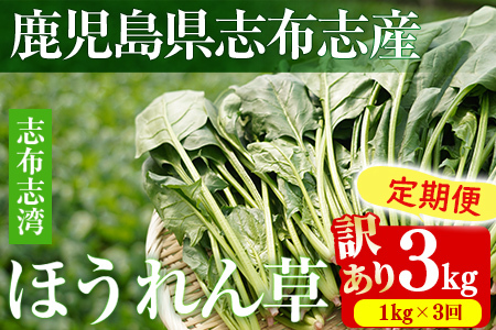 【定期便3回】【数量限定・訳あり】志布志湾ほうれん草(計3kg 1kg×3回) サラダ おひたし お味噌汁 スムージー ほうれん草 ジュース ほうれんそう t0021-003